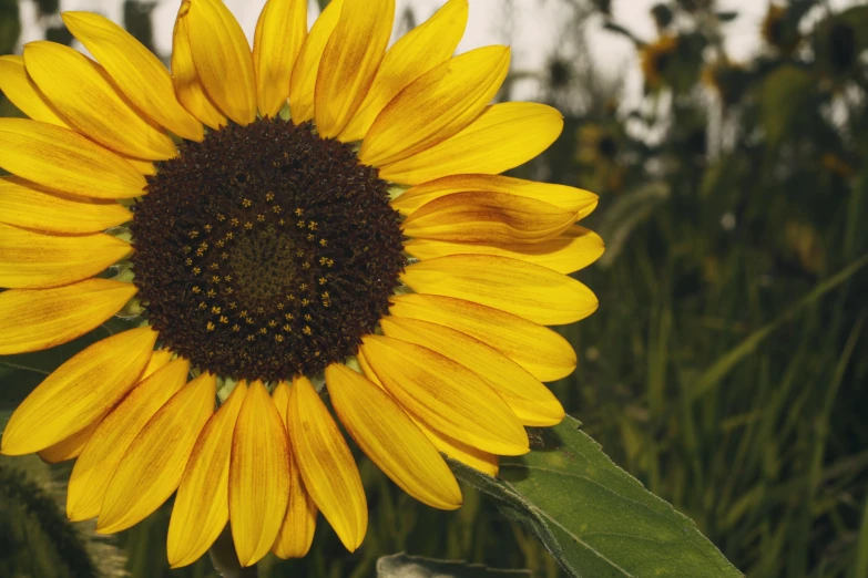 an enormous sunflower with brown centers in a field