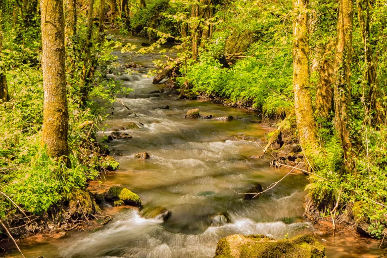 a stream that has been surrounded by trees