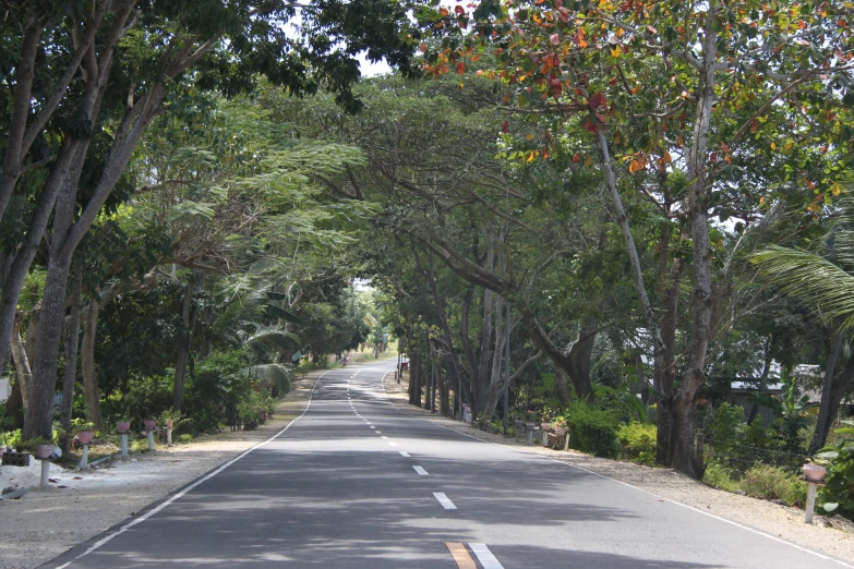 an empty road is surrounded by trees and shrubs