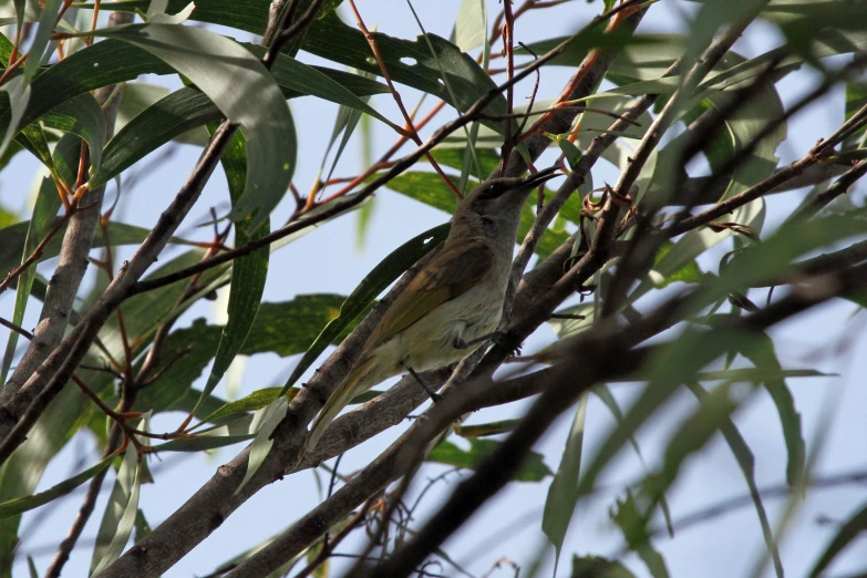 small bird sitting on nch near leaves under tree