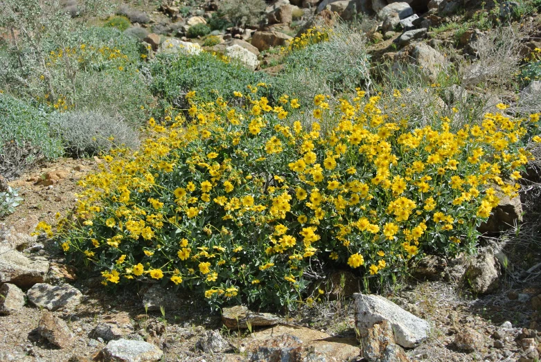 a group of yellow flowers growing in the desert