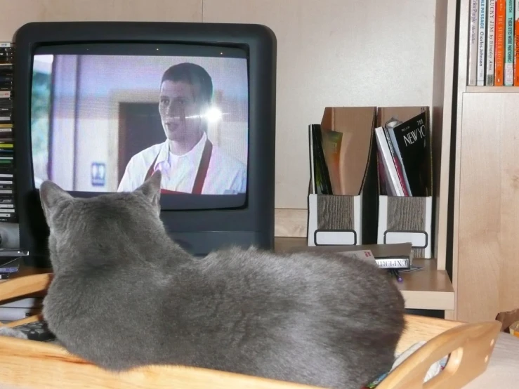 a cat sitting in a basket and watching tv