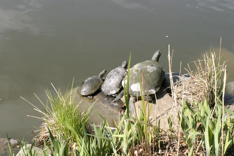 two turtles sitting on top of a rock in the water