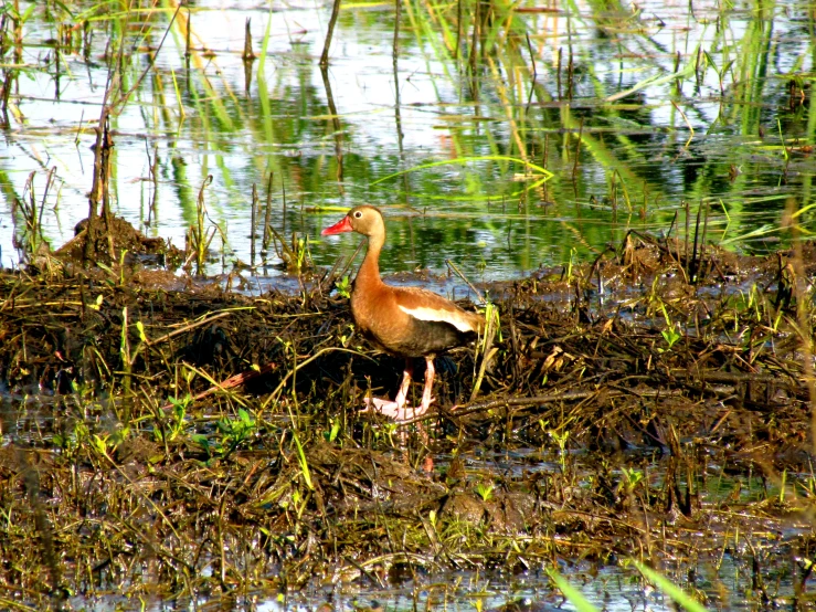 a goose stands near a muddy marsh, and looks for food