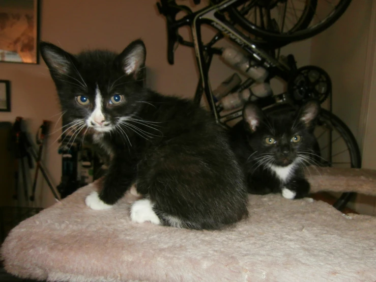 two kittens sitting on top of a fluffy bed