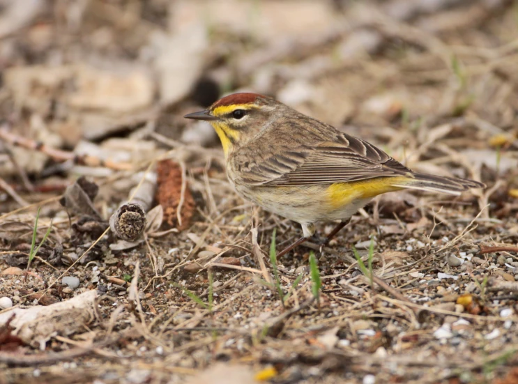 the small bird is standing alone among the leaves