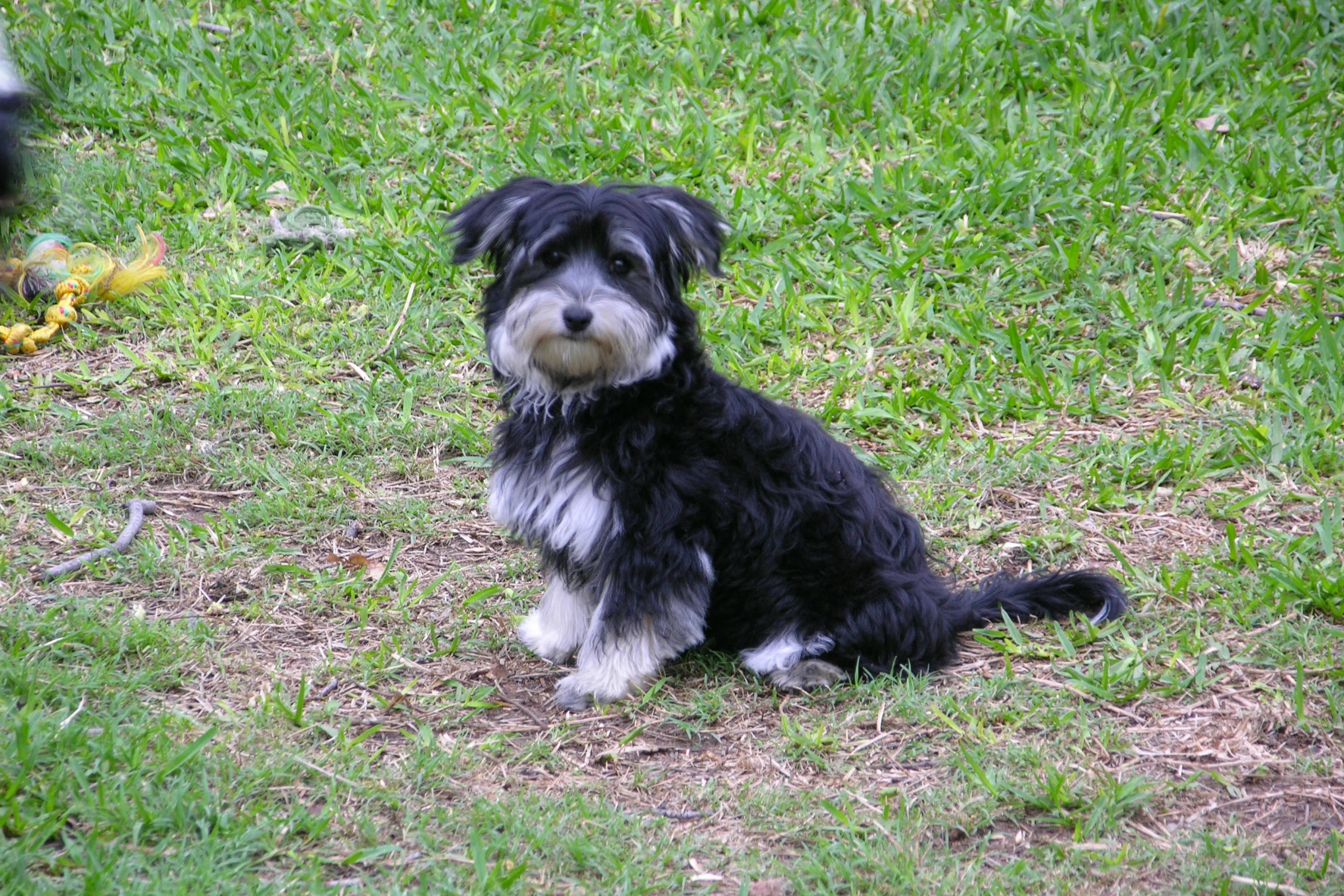 a small black dog sits outside on the grass with a banana in its mouth