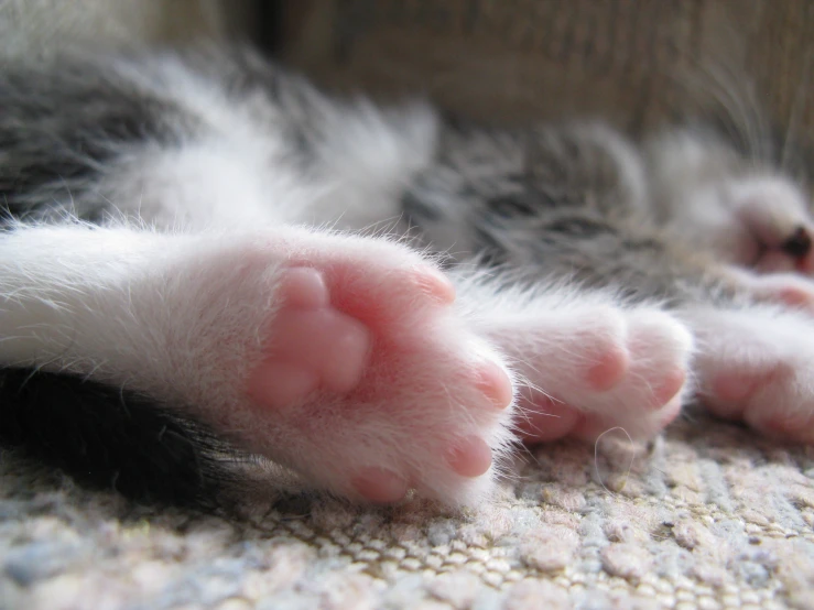 a kitten sleeping on its side on top of the carpet