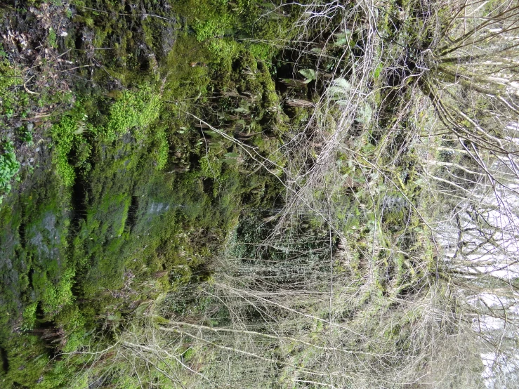 the mossy path is near the wooded hill