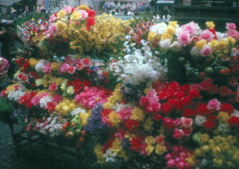 several colorful flowers are lined up in a store