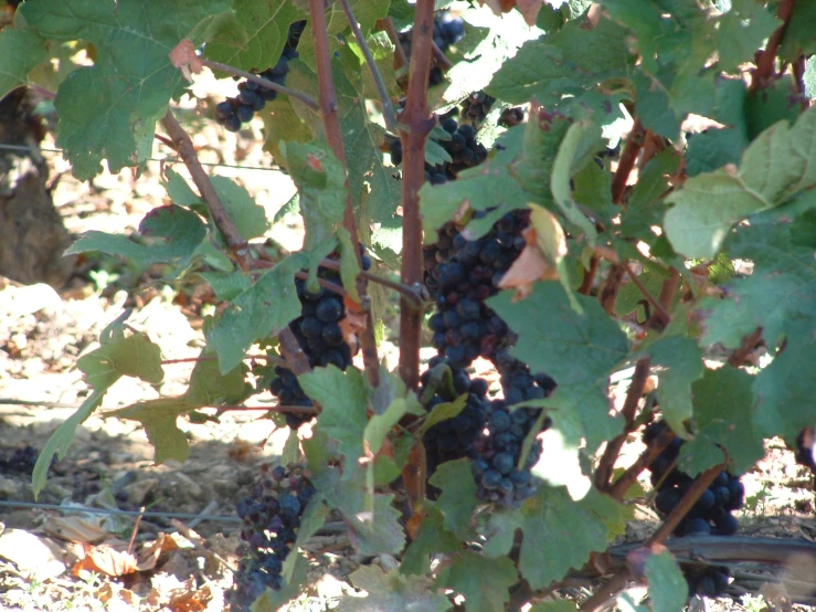 a group of gs growing on the nch of a tree