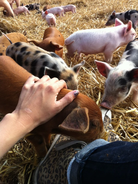 the people are petting the small pig