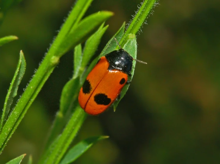 a bug with brown spots is sitting on a green leaf