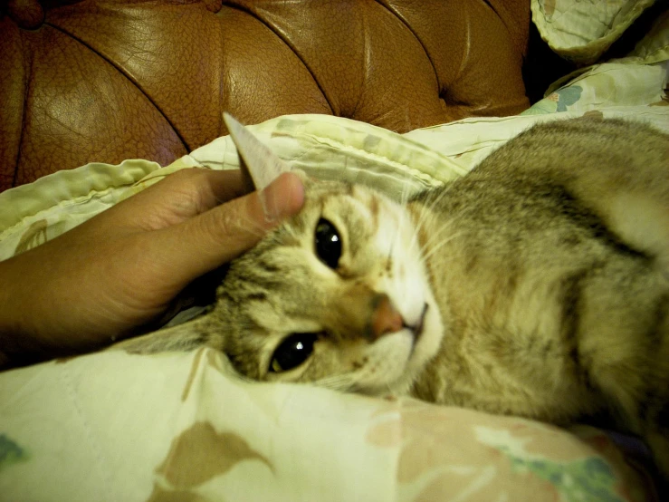 the cat is laying down while it is being petted by someone