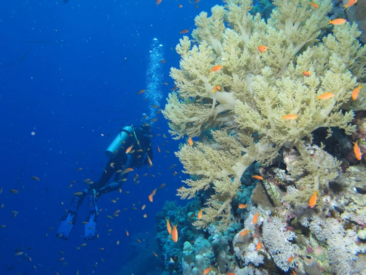 two scubaiers swimming near the ocean corals