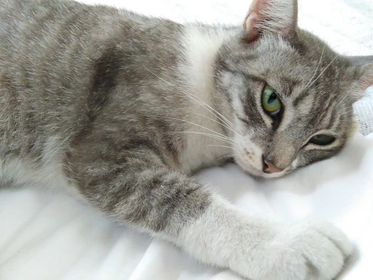 a grey cat with black gray eyes lays down on a white sheet