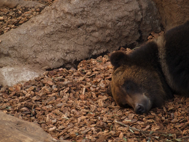 a brown bear sleeping in a pile of wood chips