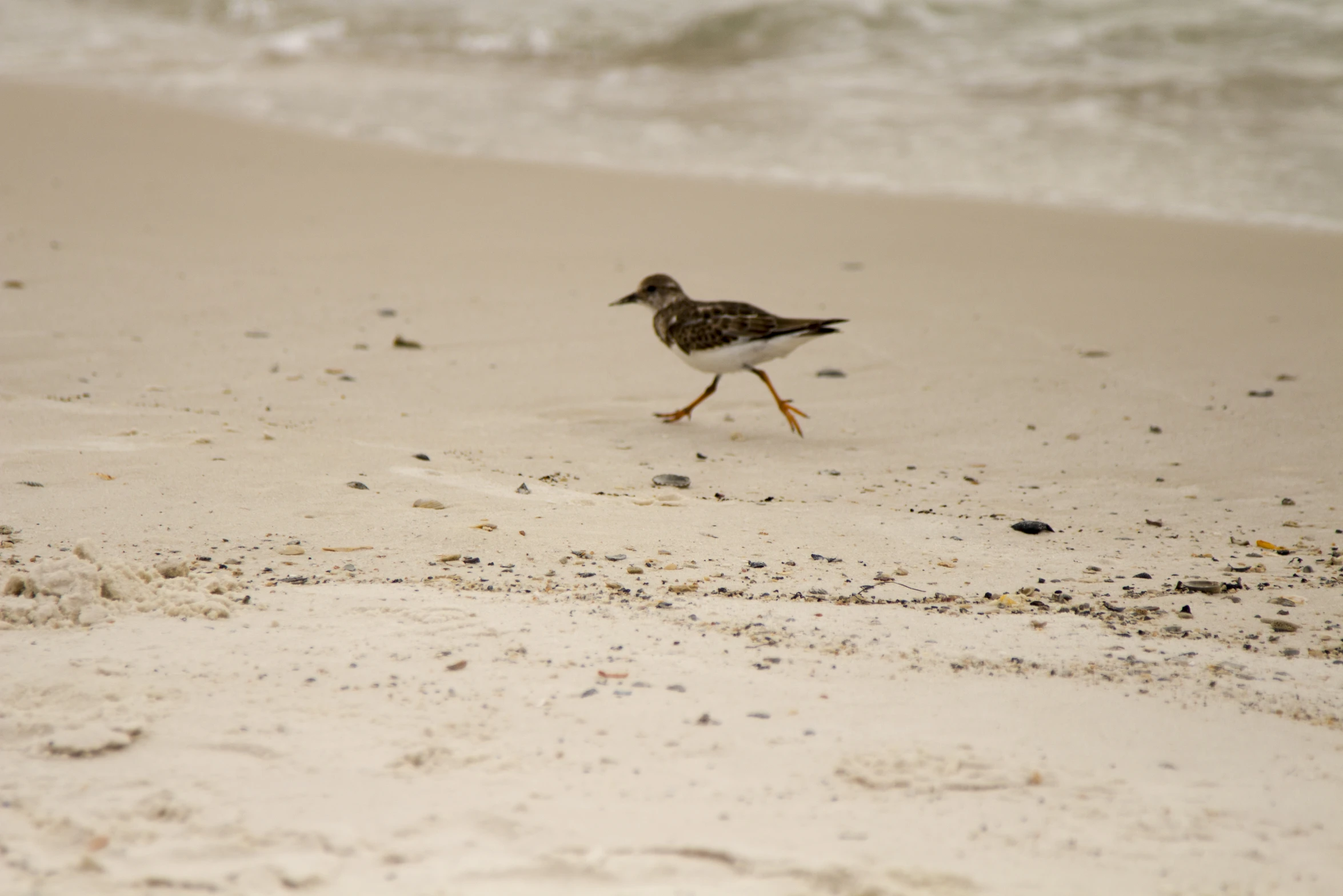 small brown and white bird walking on sand by the ocean