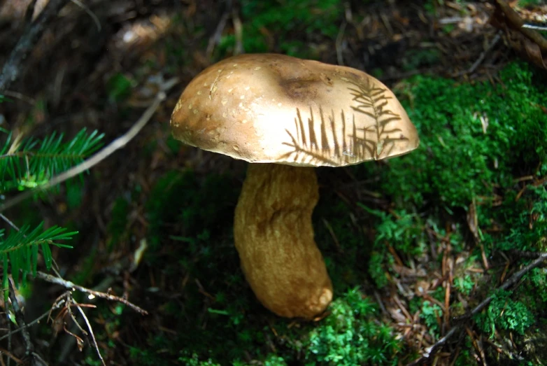 a mushroom that is standing in the grass