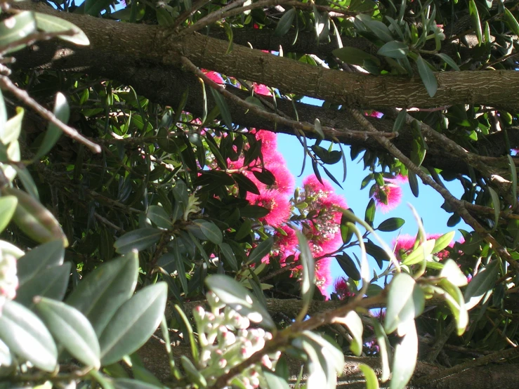 a tree with purple flowers on it is shown