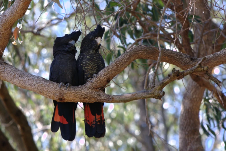 two birds are perched on a tree nch