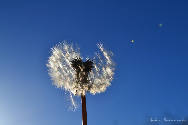 a plant that is in the air with it's seeds on