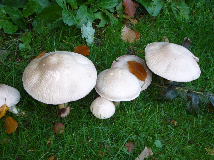 several white mushrooms growing on the grass