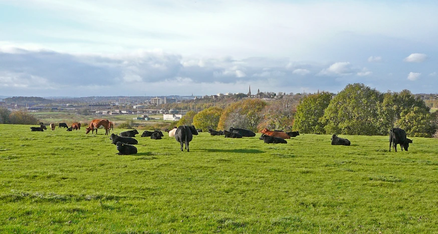 there are many cows grazing in this large field