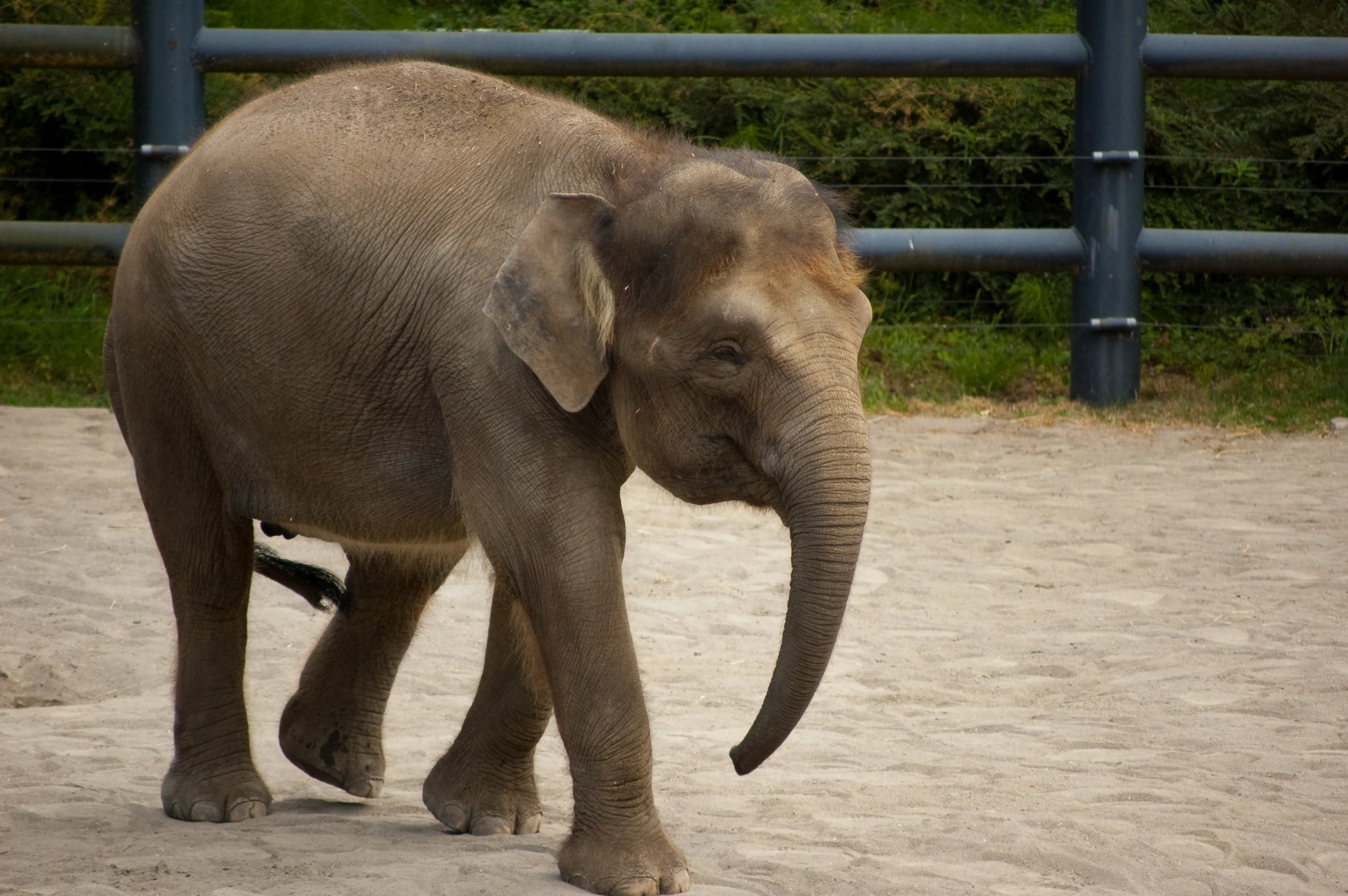 an elephant is standing outside and looking forward