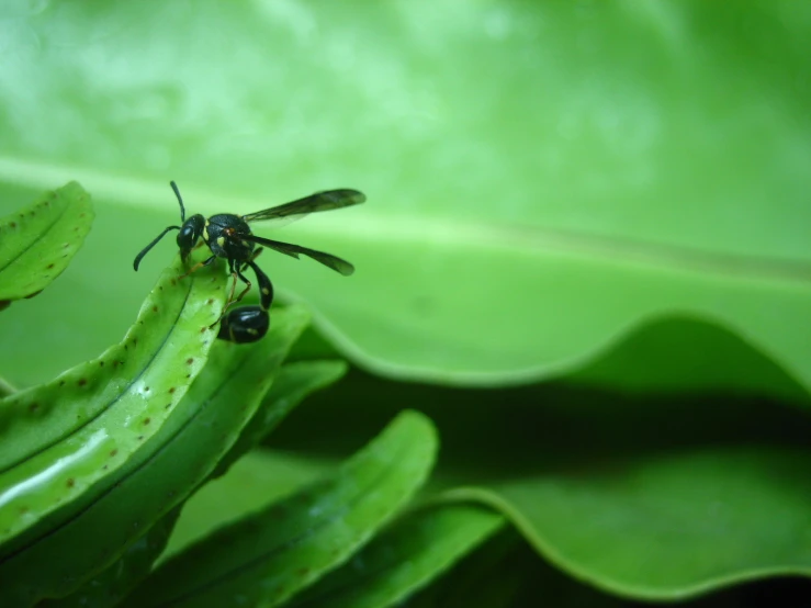 flies are resting on a bright green leaf
