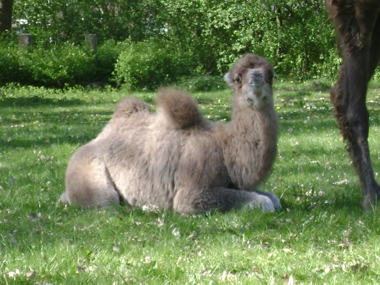 a camel laying in grass near a tree