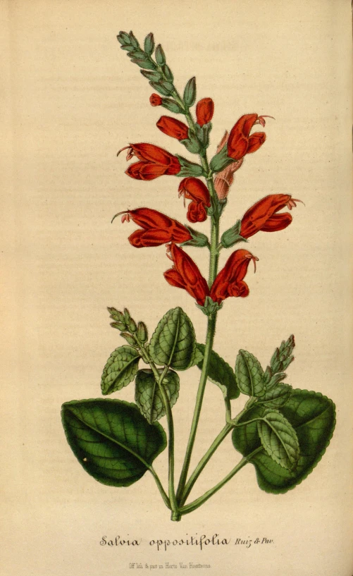 an illustration of a flowering plant with several leaves and flowers