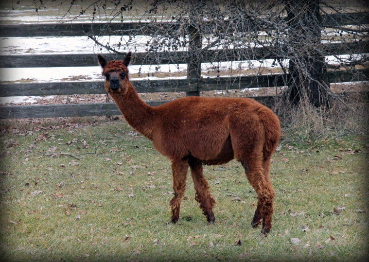 an adult brown lama standing in a field next to a fence