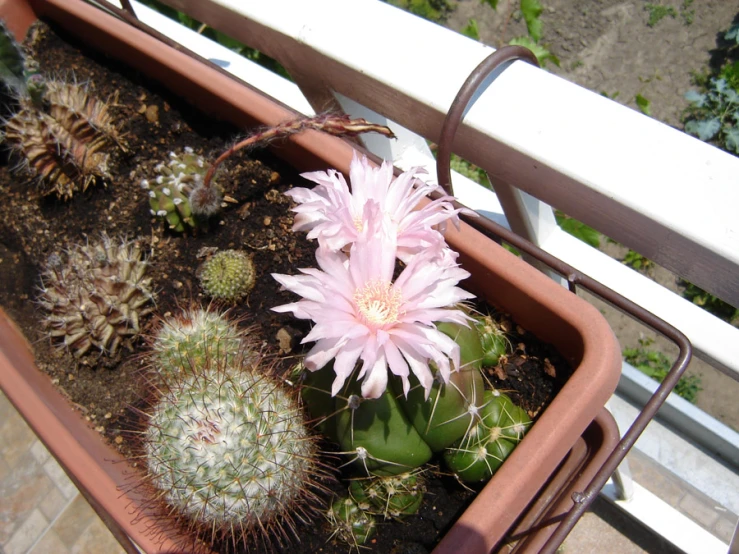 an image of a potted cactus outside