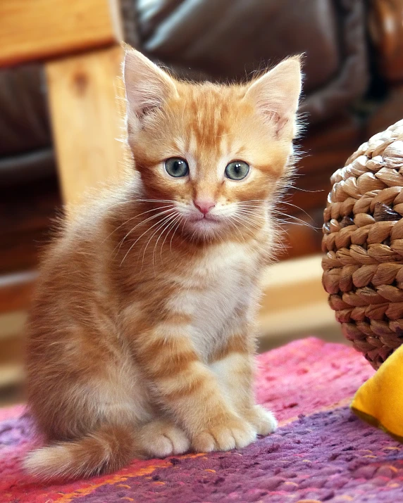 a yellow kitten sitting on top of a rug