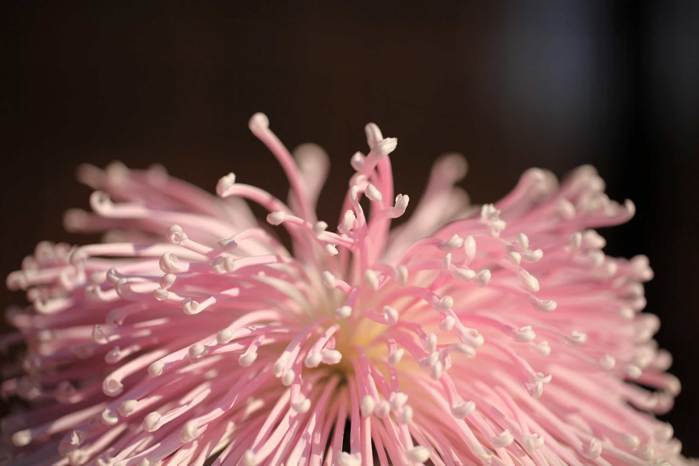 close up of a pink flower with white petals