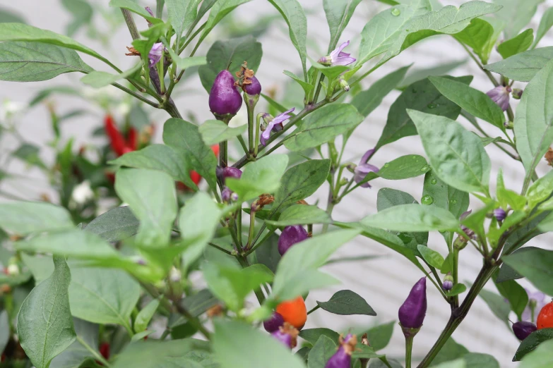 a closeup po of flowers that have purple and orange petals