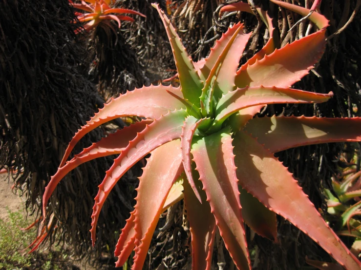 this is a po of some plant growing on the ground