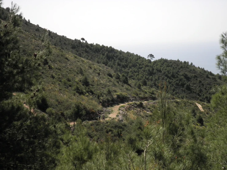 a couple of pine trees on a lush green hillside