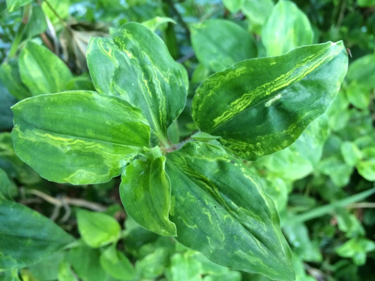 a green plant is blooming in a field