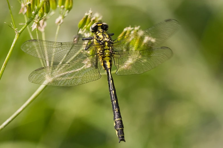 a dragon sitting on top of a blade of grass