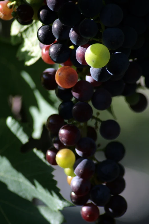 a bunch of gs are hanging from the vine