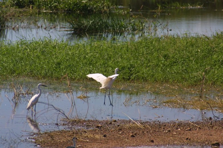 a bird standing in water next to grass and plants