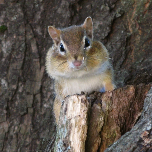 a small rodent that is sitting in the woods