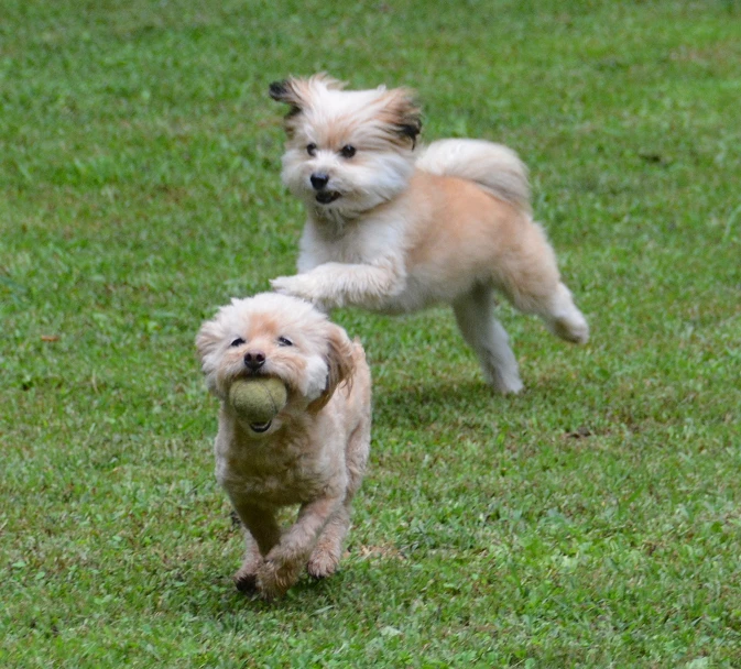 a couple of dogs that are running around in the grass