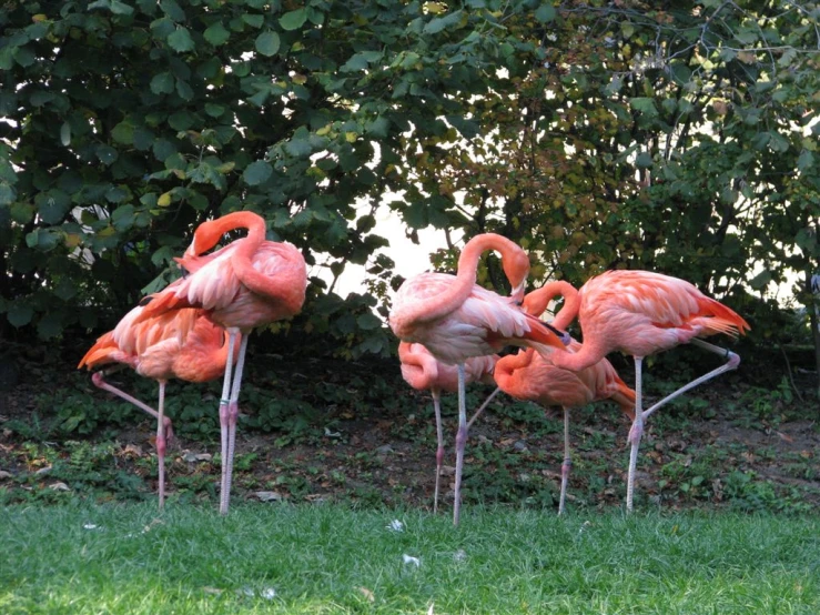 four flamingos standing on their legs in the grass