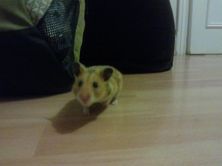 a hamster running around on the floor with a person walking by