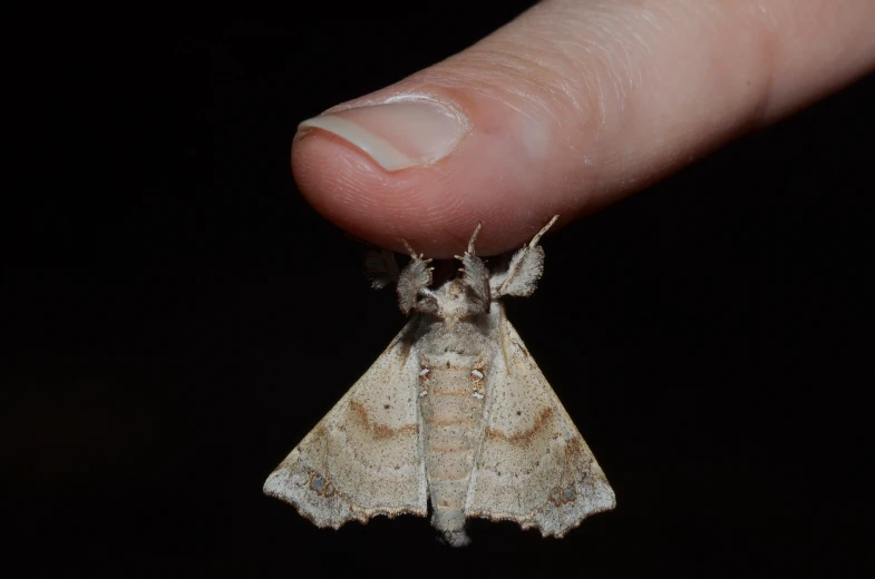 a tiny light brown insect on a persons finger