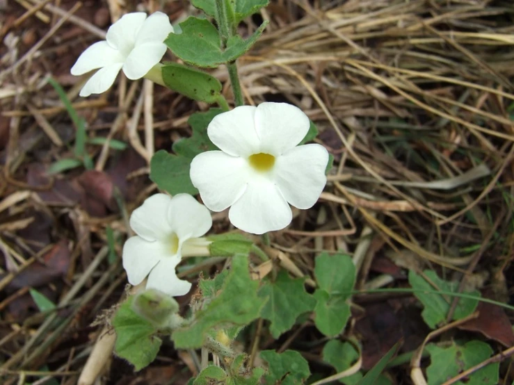 the small white flowers are very pretty