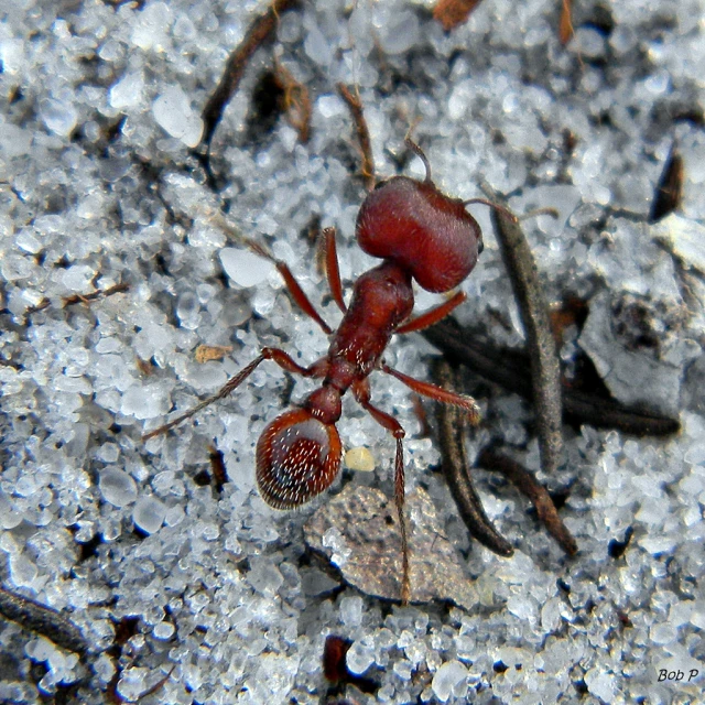 the ants are walking along with each other on the ground